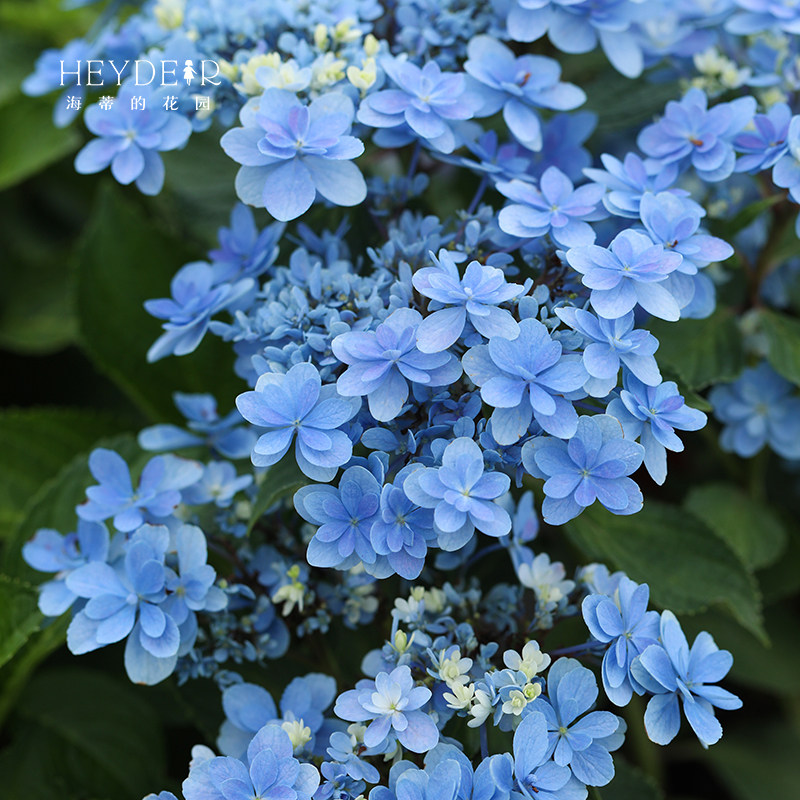 海蒂的花园绣g球花苗佳澄重瓣可调色绣球阳台庭院花卉耐阴植物盆