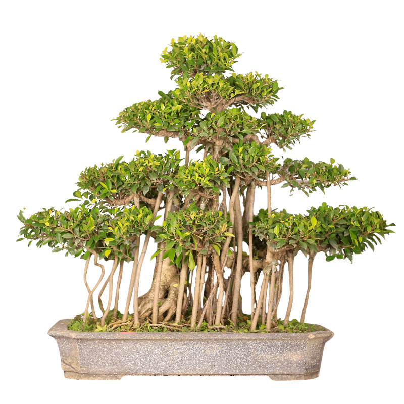 直销榕树盆景老桩树桩矮霸室内客厅办c公室前台大型植物阳台庭院