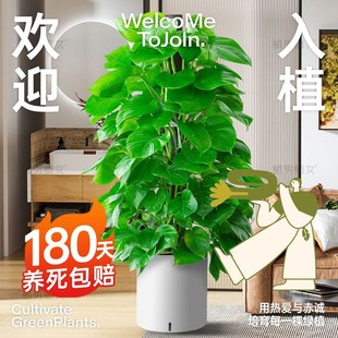 绿萝柱盆栽客厅办公室吸甲醛大叶绿萝大型好养开业乔迁室内大盆