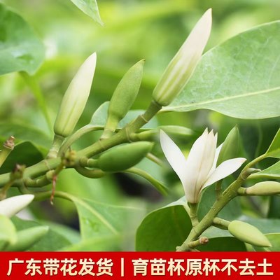 矮化白兰花盆栽树苗老桩黄兰花树C苗盆栽黄果兰黄桷兰四季庭院嫁