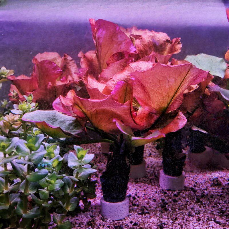 红荷根睡莲鱼缸造景水草红色真草活后景阴性无需二氧化碳好养易红