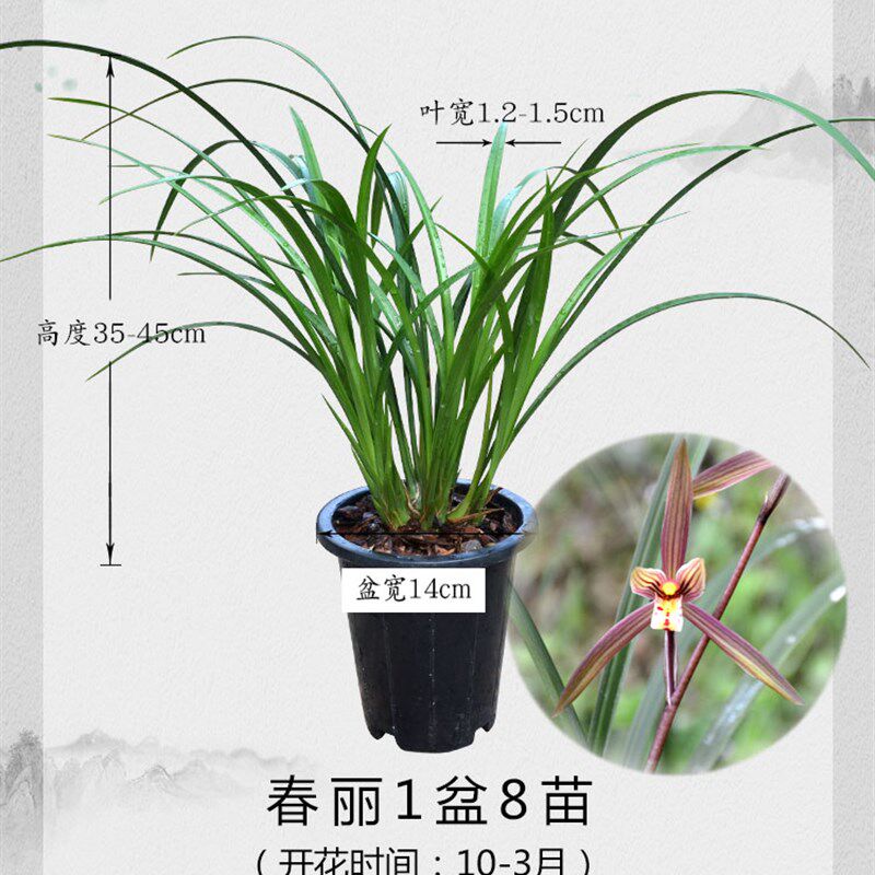 浓香春寒兰春丽春晖带花苞 细叶兰花春兰 室内外名贵花卉盆栽客厅