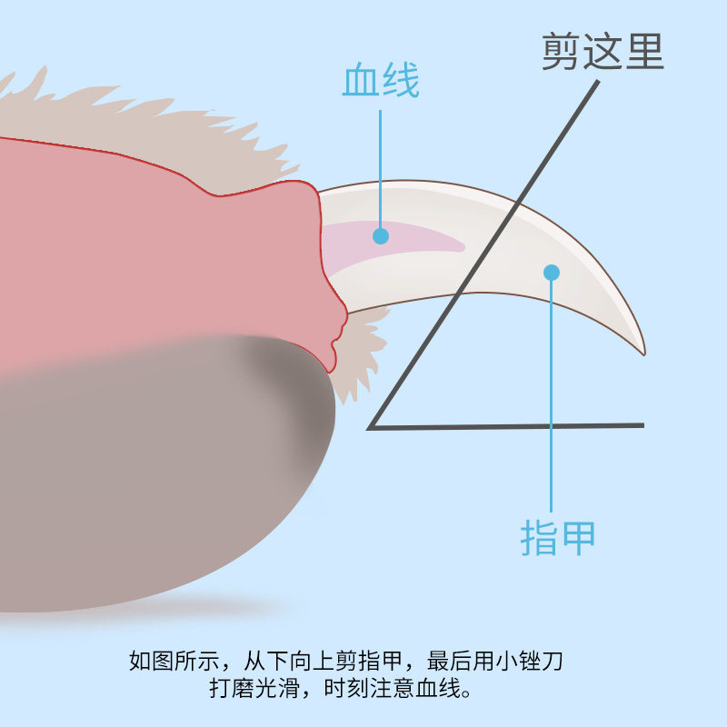 猫咪指甲剪宠物指甲剪q小猫狗猫剪指甲神器狗狗指甲钳猫咪用