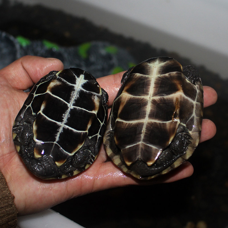 现货苏北金线草龟小乌龟r活物外塘中华草龟招财金钱龟稀有小宠物