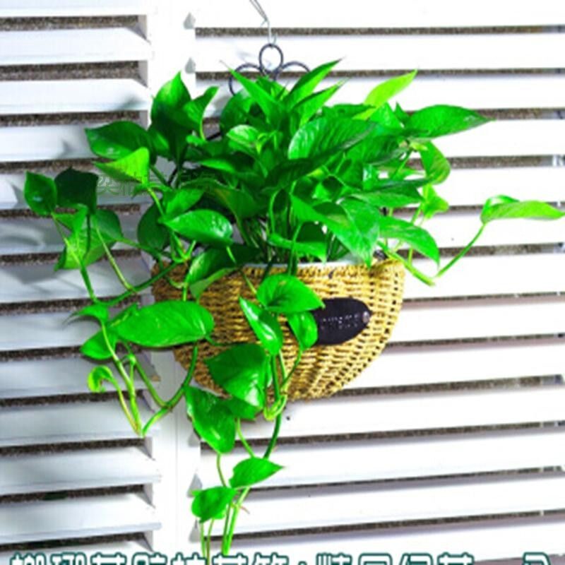 小众高货壁挂花盆吊兰墙壁墙上悬挂式吊篮绿萝挂壁花盘绿箩花篮装