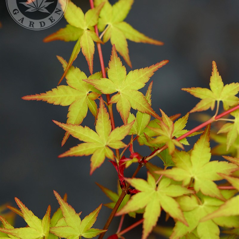 袖锦 日本枫树抗性好枫树花园庭院地栽室外阳台盆栽好养 有枫园艺