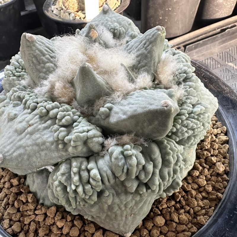 妍远仙园 怒涛牡丹小苗 岩牡丹属 实生开花稀有品种精品仙人球
