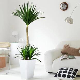 太空铁龙血树室内室外网红大型绿植盆栽客厅阳台办公室美观吸甲醛