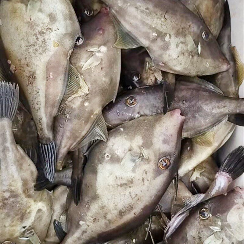 现货速发皮匠鱼扒皮鱼剥皮鱼锚鱼爆炸钩马面鲀马面鱼伞形刮鱼钩不