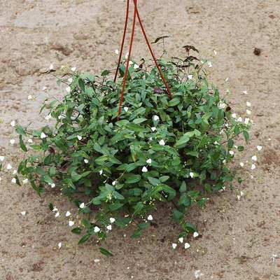 室外吊兰花婚纱吊蓝花植物真花适合E放卧室的绿植放办公室高端盆