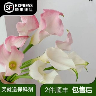 云南鲜花直e发马蹄莲白色水培鲜花插瓶家用办公昆明直发