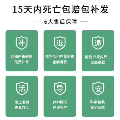 金边虎皮兰绿植好养活室内盆栽家庭客厅电视柜旁边办公室四季爆芽