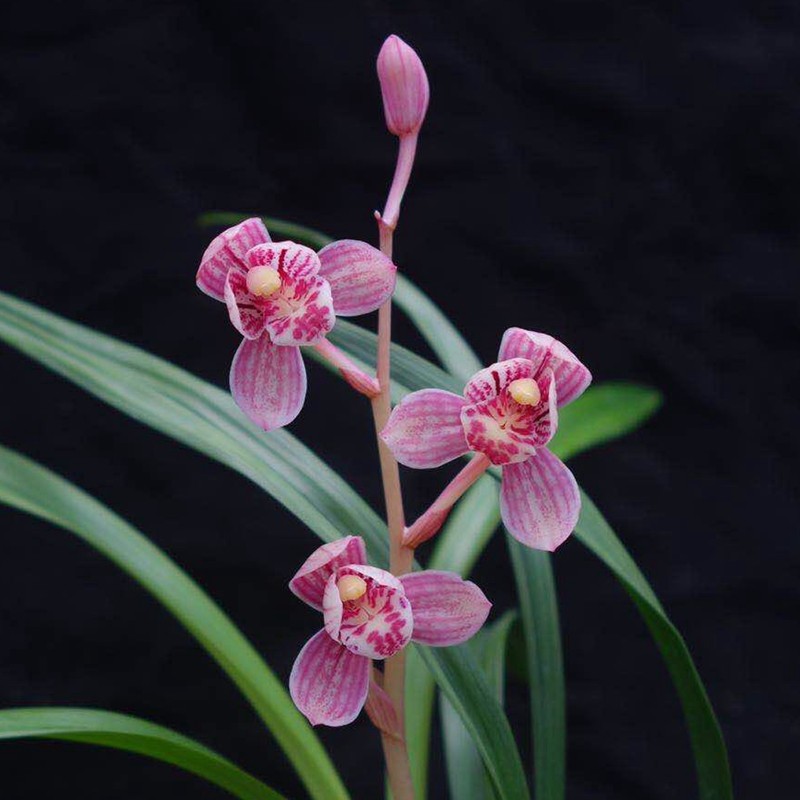 【团购】翁源兰花苗【东方红荷】建兰红花荷瓣  花艺双全浓香好养