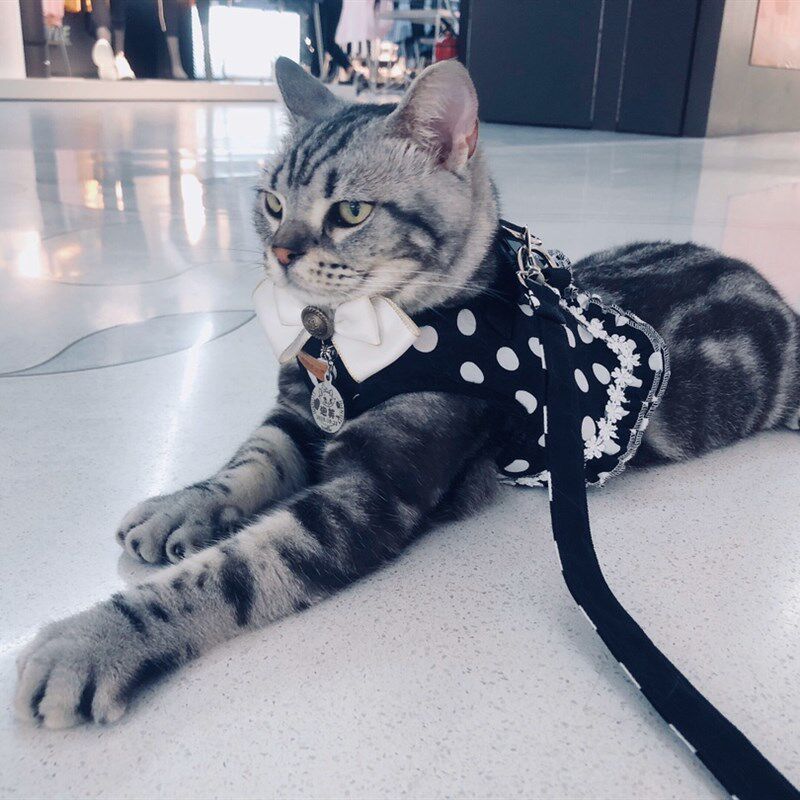 宠物胸围牵引绳猫咪狗狗外出背心式防挣脱家用牵引带泰迪波点狗绳