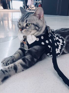 宠物胸围牵引绳猫咪狗狗外出背心式防挣脱家用牵引带泰迪波点狗绳