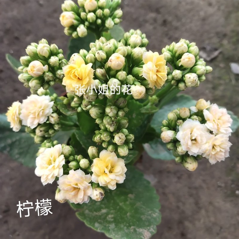 大花品种巴黎重瓣长寿花花卉盆栽多肉绿植物阳台室内带花苞四季花