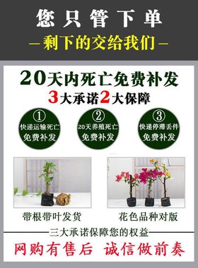 三角梅盆栽爬藤重瓣大苗老桩带花发货室内外庭院植物四季开花花卉