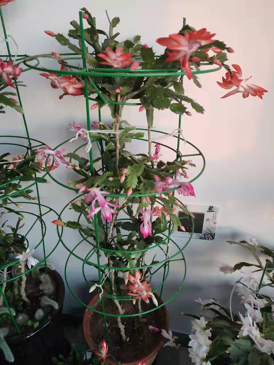 新款蟹爪兰花架  适合比较大的嫁接苗  贴合度高包邮