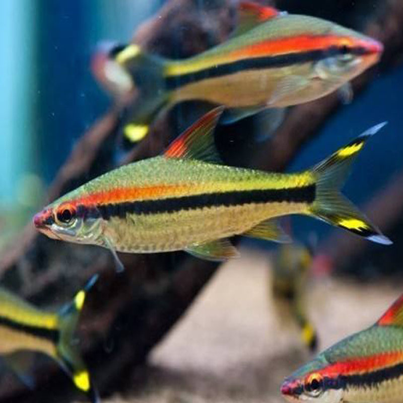 速发特红一眉道人热带观赏鱼活体水族宠物草缸可群游鱼