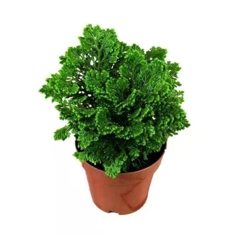 推荐卷柏盆室内栽苗不死草石柏岩柏四季常青 蕨类植物耐寒冬天冻