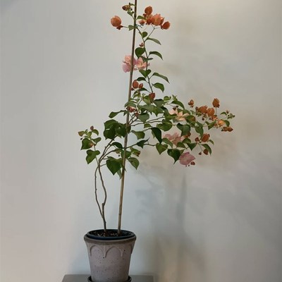 三角梅高飘枝马斯/卡亚塔/不甜西瓜/苏瓦娜/六翼天使好养四季勤花