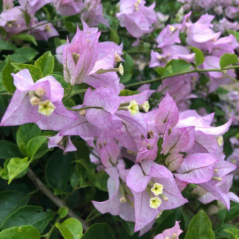 直销新品丽娜三角梅