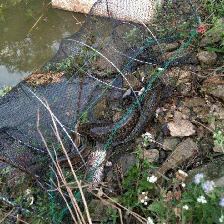 甲鱼地网笼抓甲鱼神器捕甲鱼神器专捕甲鱼网泥鳅鳝鱼笼小虾笼地网
