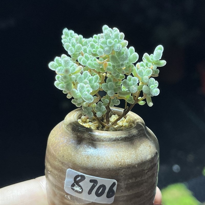 实生粉冰晶枝干番杏多肉植物拇指小老桩小树形一物一拍