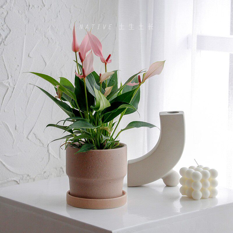 土生土长 进口粉掌莉莉花卉盆栽带花室内办公桌面植物红掌净化空