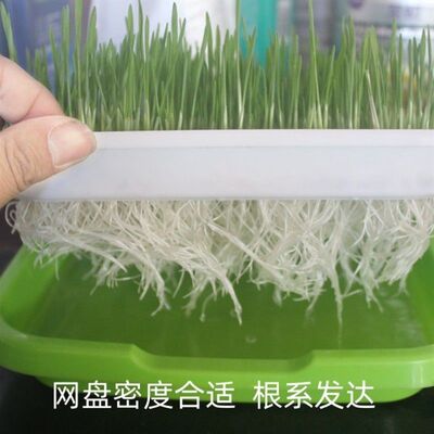 麦苗种植盘苗盘芽苗菜阳台种菜专用盆水培蔬菜豆芽水培器皿小麦蒜