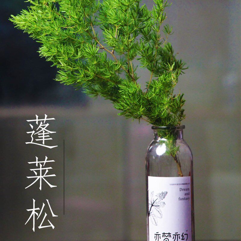 直销新品蓬莱松j针松叶天门冬松树叶绣球松西餐厅酒店摆盘装饰花