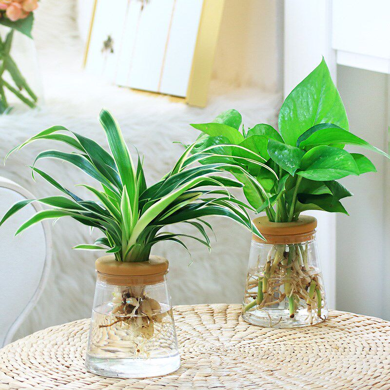 小众高货水培植物办公室内桌面花卉绿植盆栽绿萝吊兰发财树文竹好