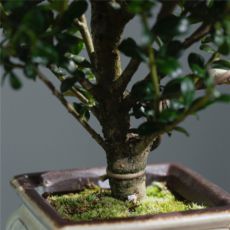 龟甲冬青真盆景室内悬崖式植物临水f造型中式摆件茶室阳台绿植花