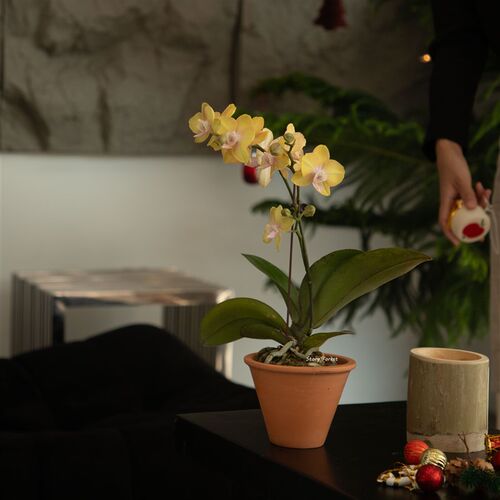 Story forest 蝴蝶兰开花植物年宵花卉兰花盆景室内办公桌面绿植