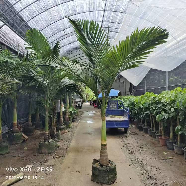 假大型绿植棕榈大山销树又名亚力内外吸科观叶室y促槟榔