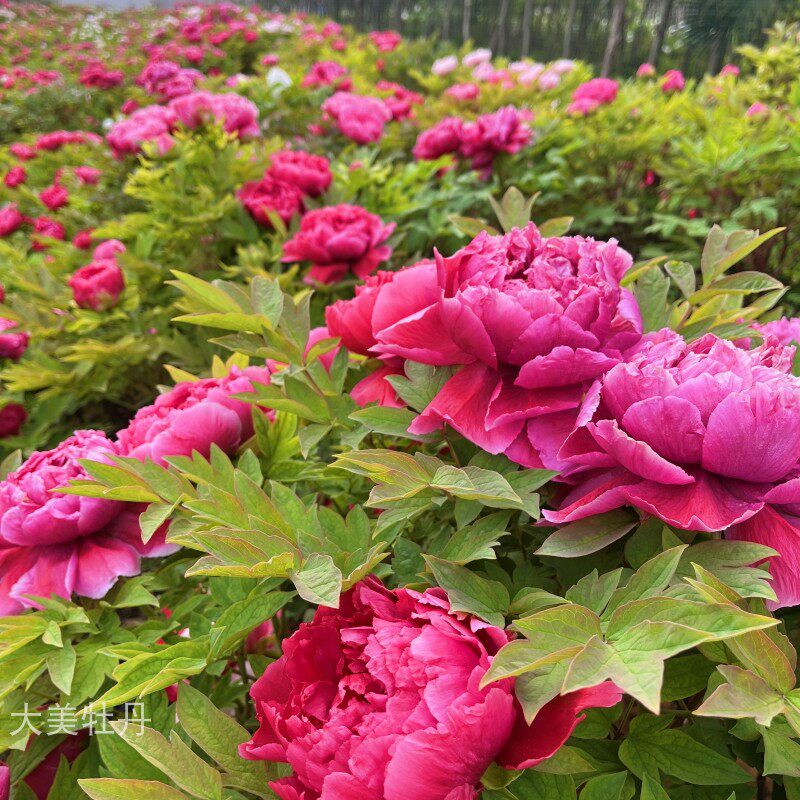 大红色牡丹【太阳】洛阳大美牡丹花苗 花园庭院 盆栽 地栽 木本花