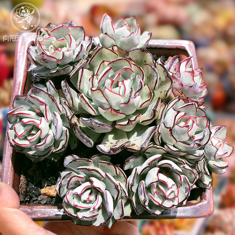 剑司诺娃精品稀有贵货600万多肉植物一物一拍黑暗系阳台向阳派