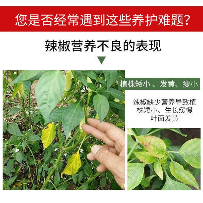 辣椒病毒病专用药辣椒炭疽卷叶黄叶辣h椒疫病全清病毒病专用药全