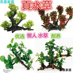 饰懒A人水草金钱草水榕红玫瑰沉木水 三头多头沉木水草鱼缸造景装