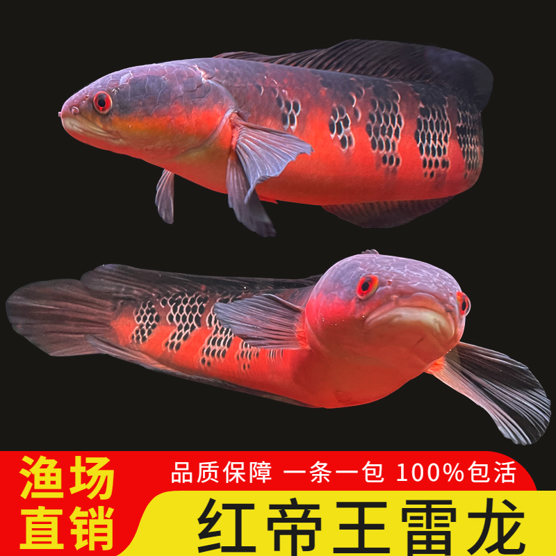 红帝王雷b龙鱼活中大型热带观赏鱼中加红帝王黑魔神雷龙鱼凶猛淡