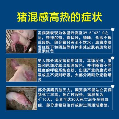 混感金根咳喘宁i蓝圆菲克混感金针猪混感高热套餐猪蓝耳病耳朵发