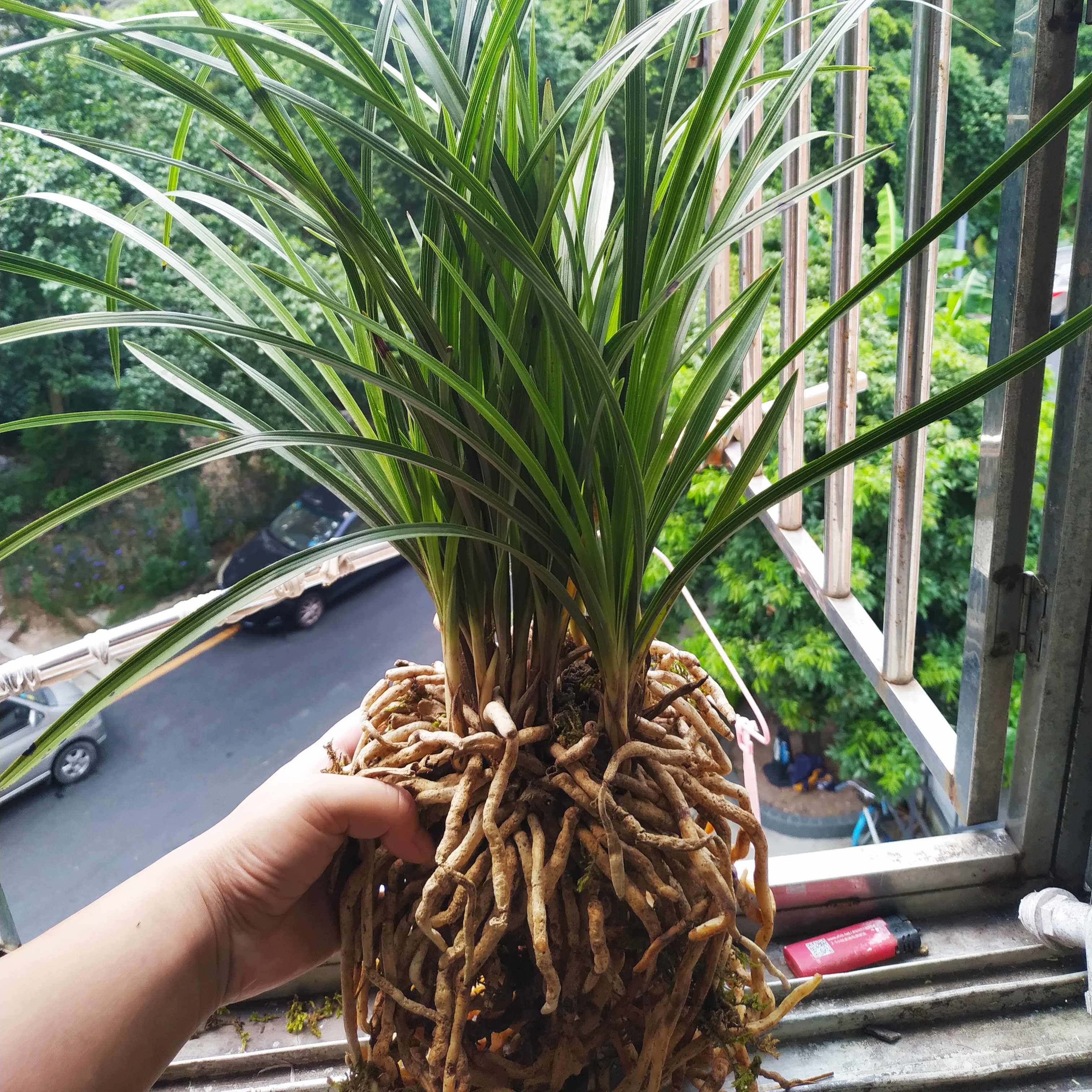 盆栽惠兰带花苞根系发达苗型好 室内花卉植物耐寒易成活开花香