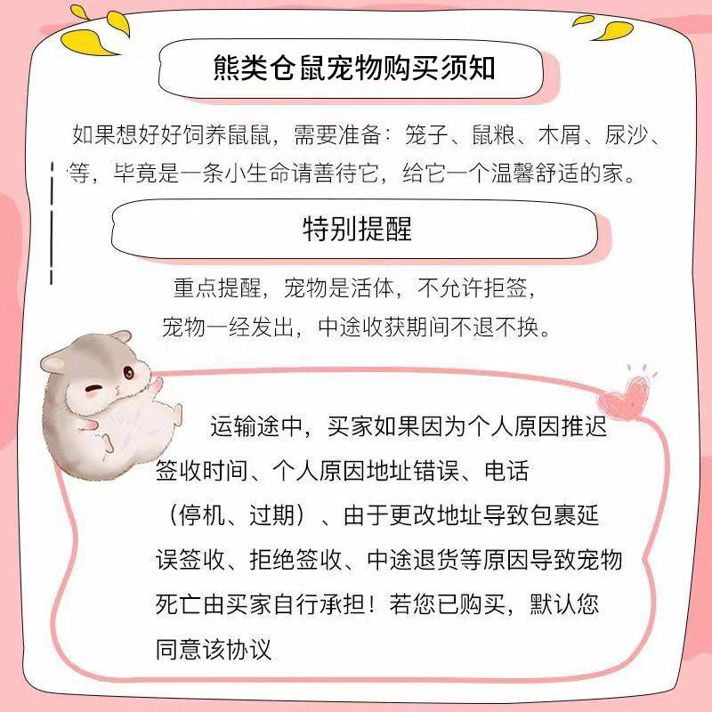 贵族仓鼠米熊活物疫苗已r打金丝熊小宠物活体巨型金丝鼠熊类珍珠-封面