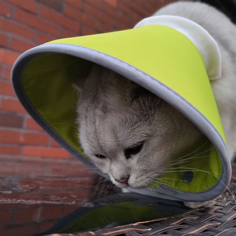 伊丽莎白圈小型犬头套猫咪狗狗脖圈宠物绝育项圈防咬防舔圈