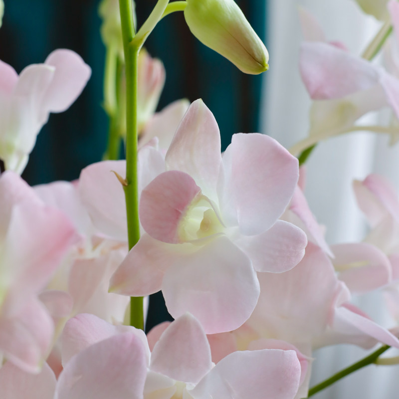 泰国千代兰鲜花粉色洋兰花家庭办公室家用水养瓶插花鲜切花教师节