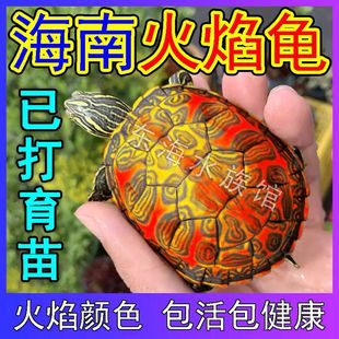 厂家火焰龟小乌龟活物鱼缸混养观赏宠物红腹宽纹素食水族吃粪龟深
