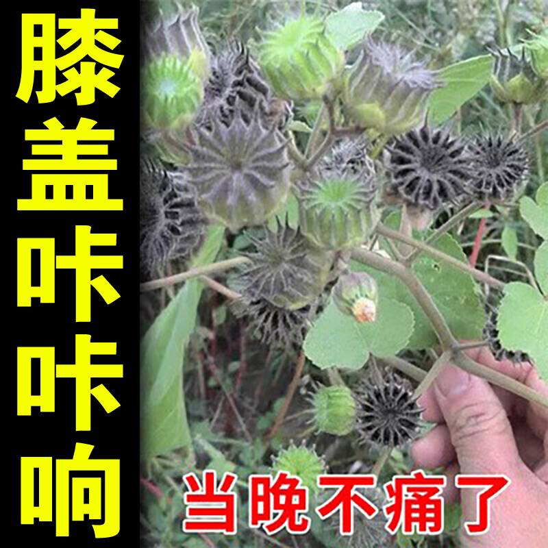 工厂销【专d攻膝盖疼】膝关节积水滑膜半月板磨损筋骨风湿痛专用