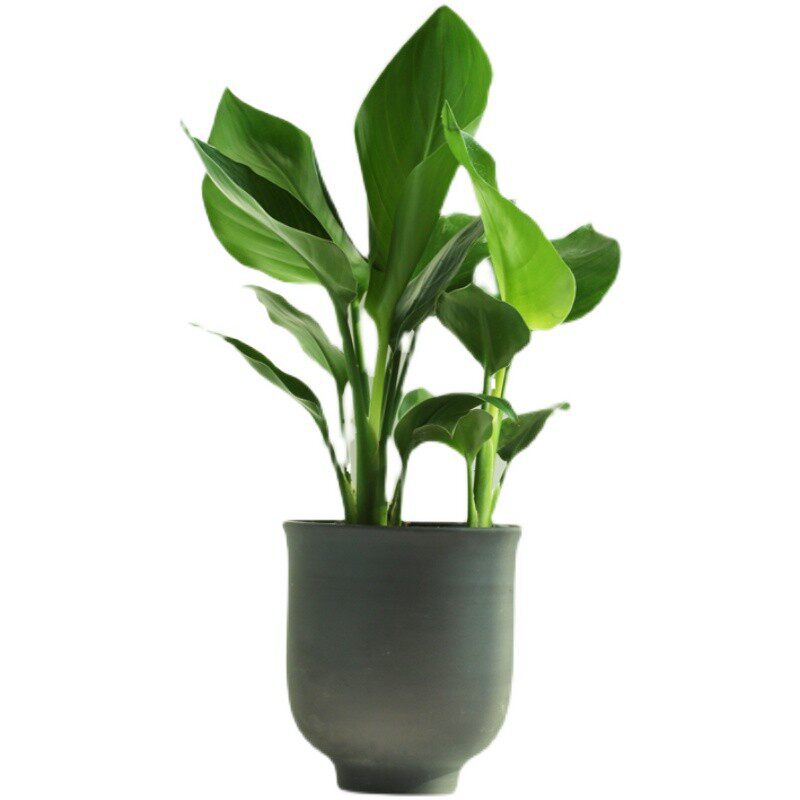 天堂鸟鹤望兰大绿植室内阳v台开花植物桌面盆栽净化空气趣味除甲