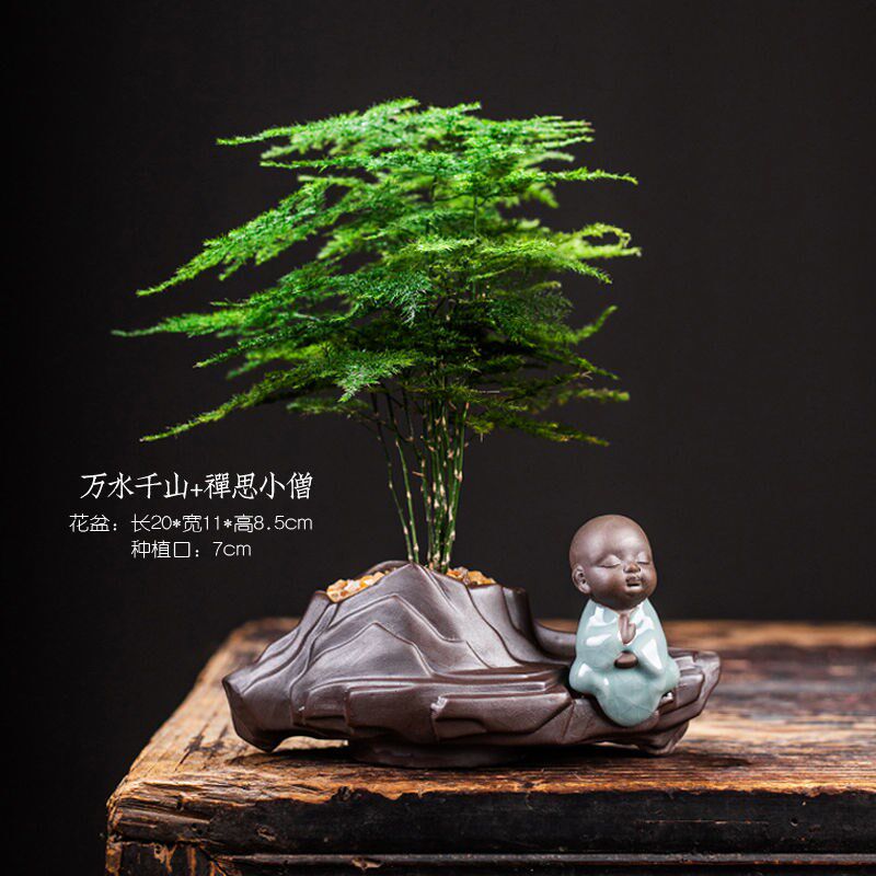 小众高货文竹绿植室内盆栽植物好养办公室窗台四季迷你桌面创意小