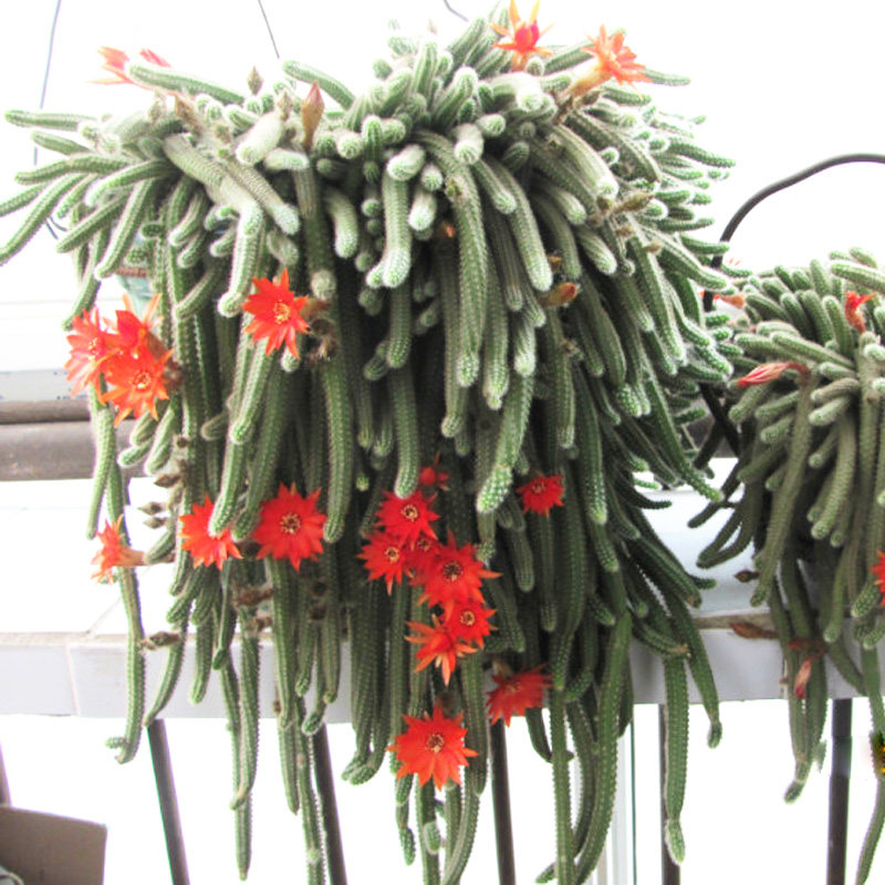 仙人掌仙b人指盆栽垂吊多肉植物白檀花卉观花室内室外花苗